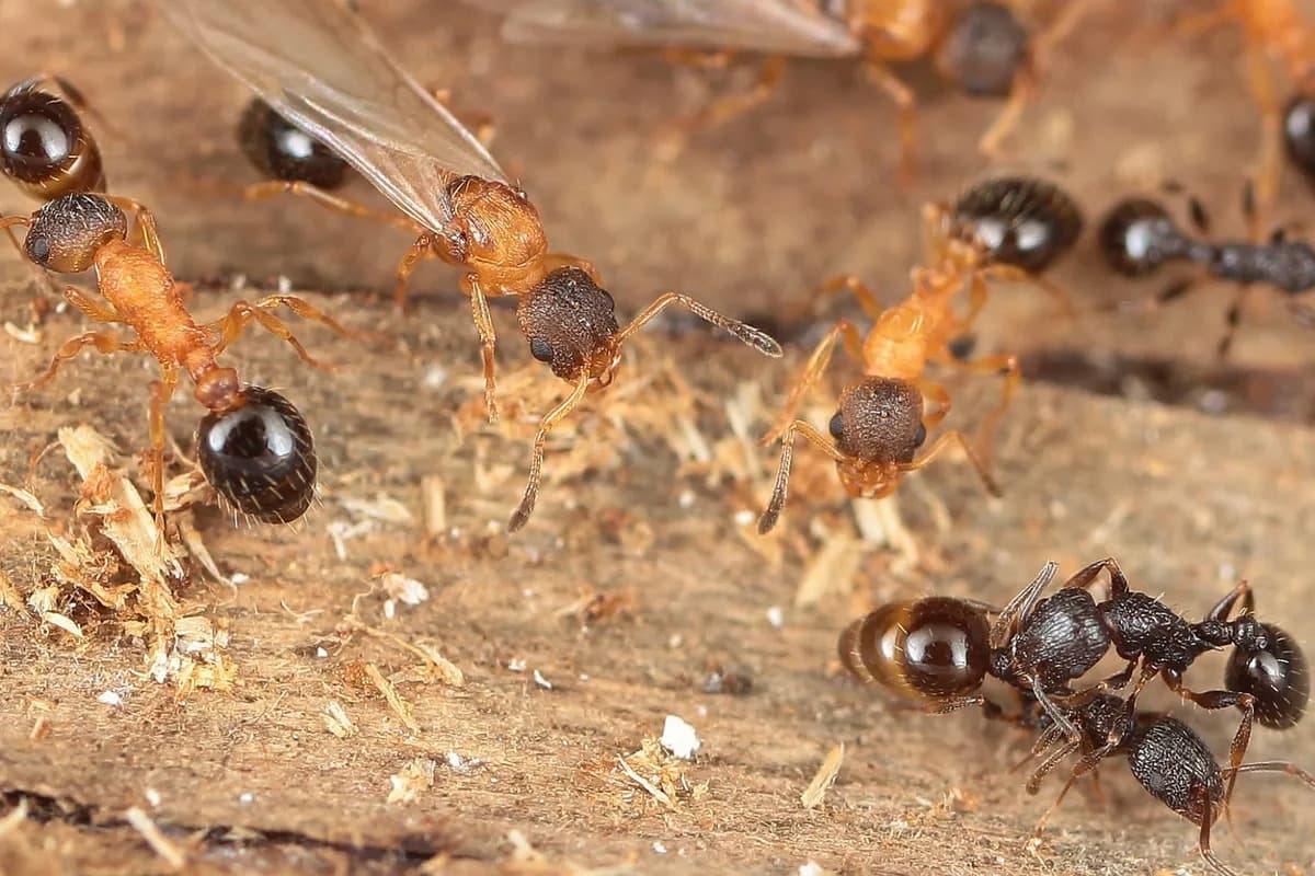 Otkriven mrav čije su sve jedinke kraljice — prva zabeležena vrsta bez radnika i mužjaka