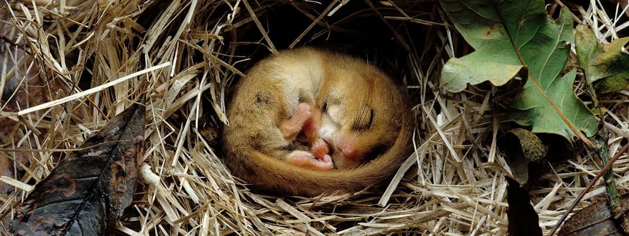 Neobične životinje koje kontrolišu telesnu temperaturu: Kako torpor spašava živote