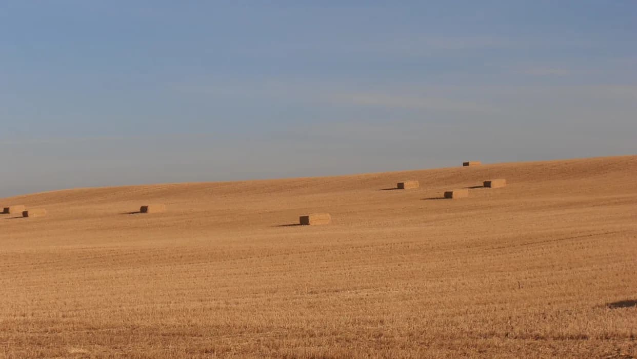 Kako je Kina za 10 meseci pretvorila pustinjski pesak u obradivo tlo — tajna su cijanobakterije