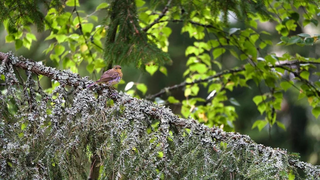 Naučnici Upozoravaju: Invazivne Vrste Smanjuju Brojnost Insekata Prosečno 31%