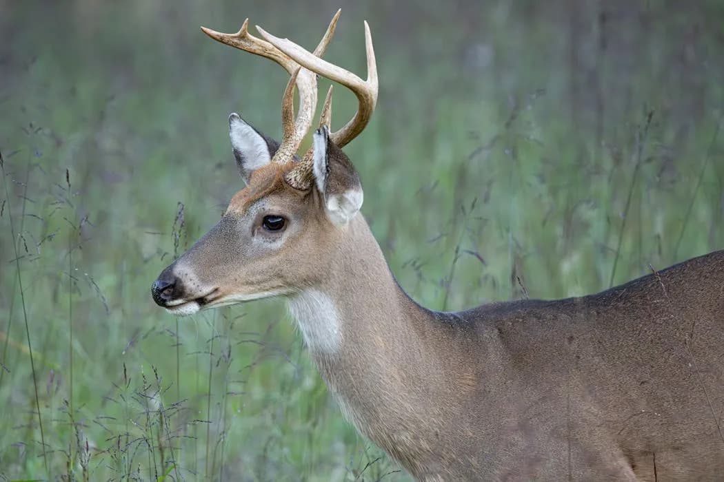 Kada priroda dobije heroje i zlikovce: zašto takvo pripovedanje šteti zaštiti prirode