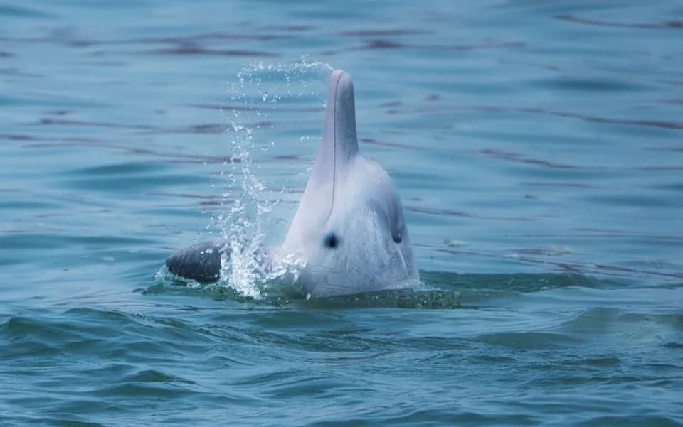 Hemikalije Iz Telefona Otkrivene U Mozgu Delfina — Hitni Poziv Za Strožu Kontrolu E-otpada