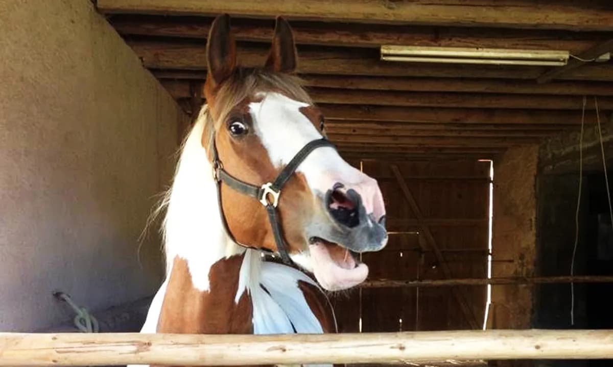 Tajna Konjskog Njakanja: Kako Konji Istovremeno Prave Niske i Visoke Zvuke