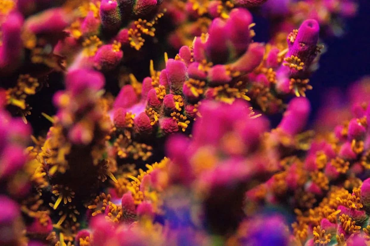 Greben Veličine Vatikana i „Narodni Hiton“: Kako ROV SuBastian Otkriva Dubine Argentine (2026)