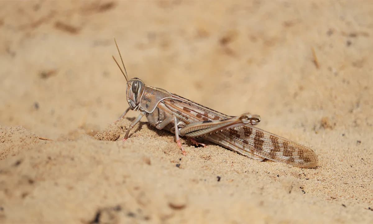 Zašto skakavci formiraju razorna jata — biologija, uzroci i kako to zaustaviti