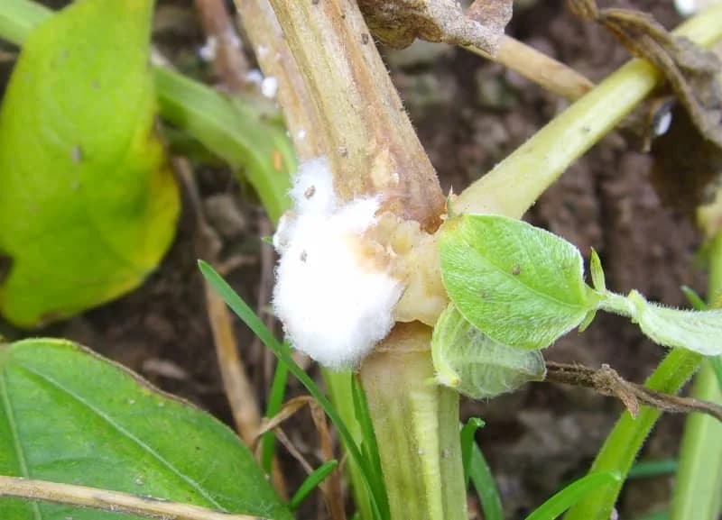 Prirodni štit iz zemlje: gljiva koja vazdušnim isparenjima zaustavlja opasne plesni