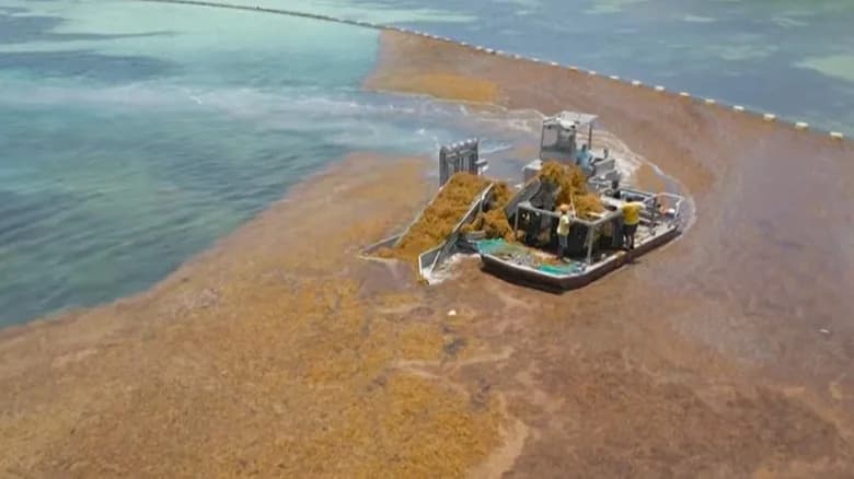 Veliki Sargassum Pojas: 37,5 miliona tona „braon trave” preko Atlantika izaziva zabrinutost