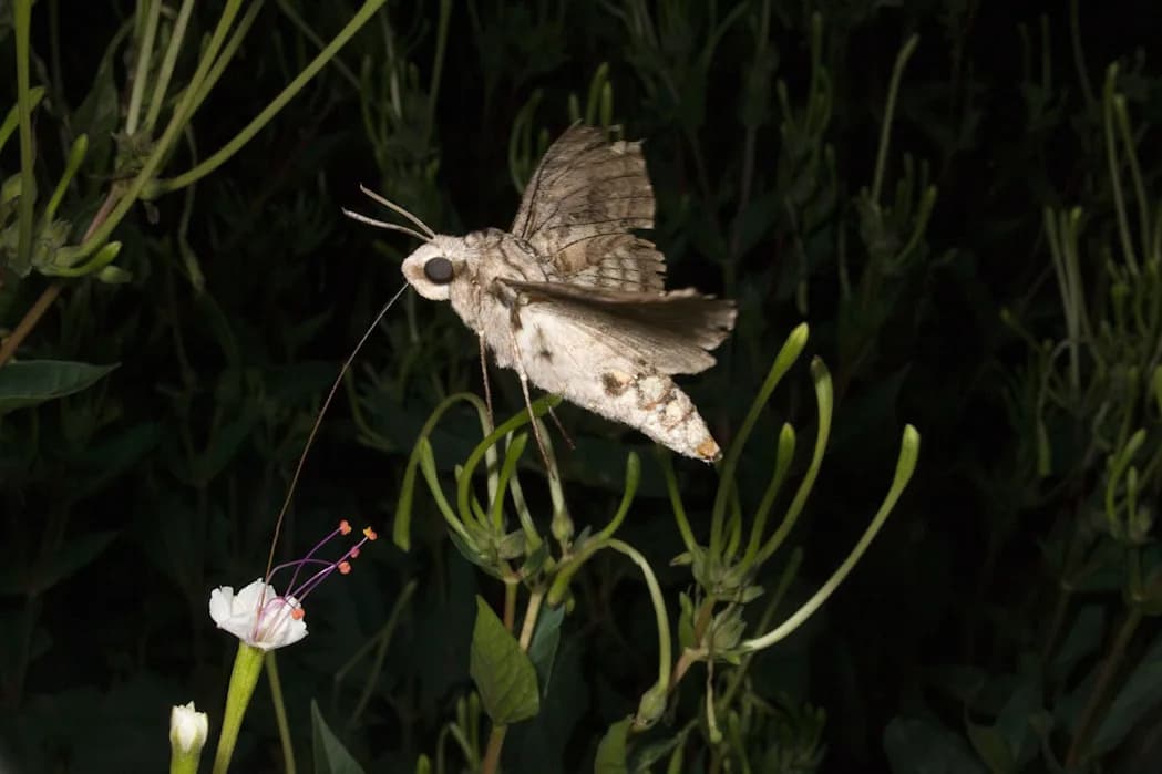 Kako Zagađenje Vazduha Remeti Mirise, Oprašivanje i Parenje Insekata