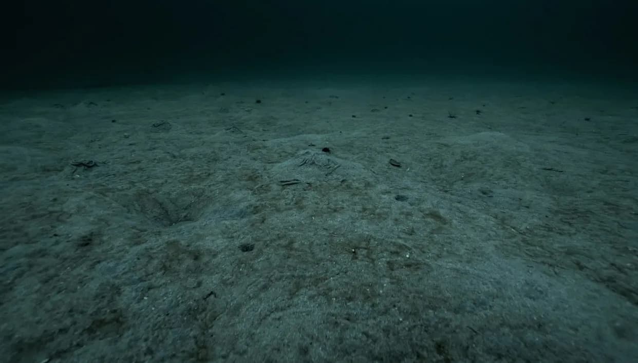 Alarm iz dubina: Oleamid iz plastike menja odnos predator–plen kod hobotnica