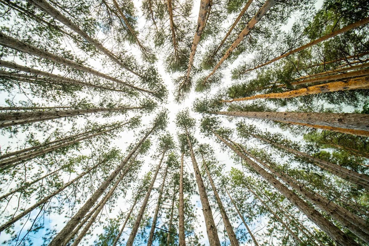 Mogu Li Obnovljene Šume Postati Drevne? 25 Godina Praćenja Otkriva Izazove i Napredak