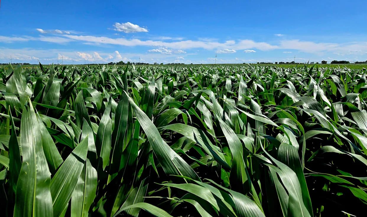 Pionirska genetika koja menja useve: James C. Schnable dobitnik NAS nagrade za hranu i poljoprivredu 2026