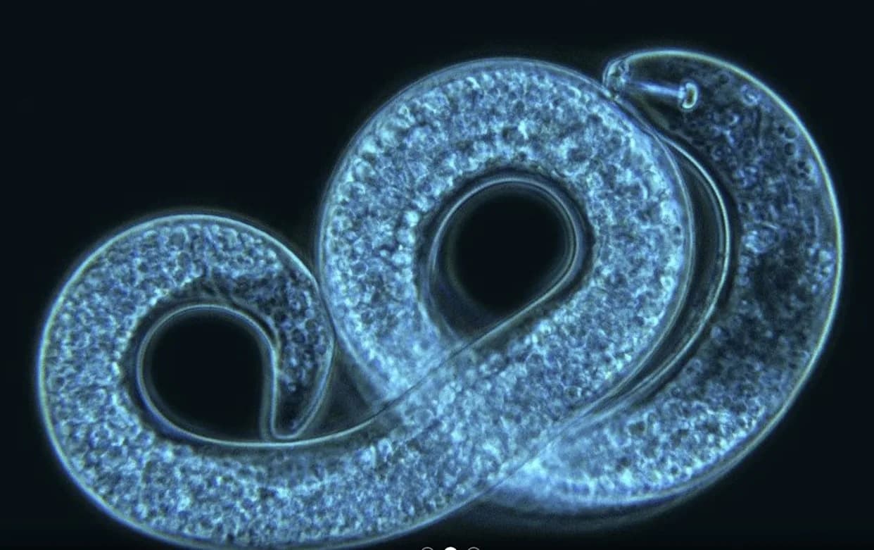 Naučnici Mapirali Pangenom Sojine Ciste Nematode — Novi Alat U Borbi Protiv Štete Vredne 1,5 milijardi USD