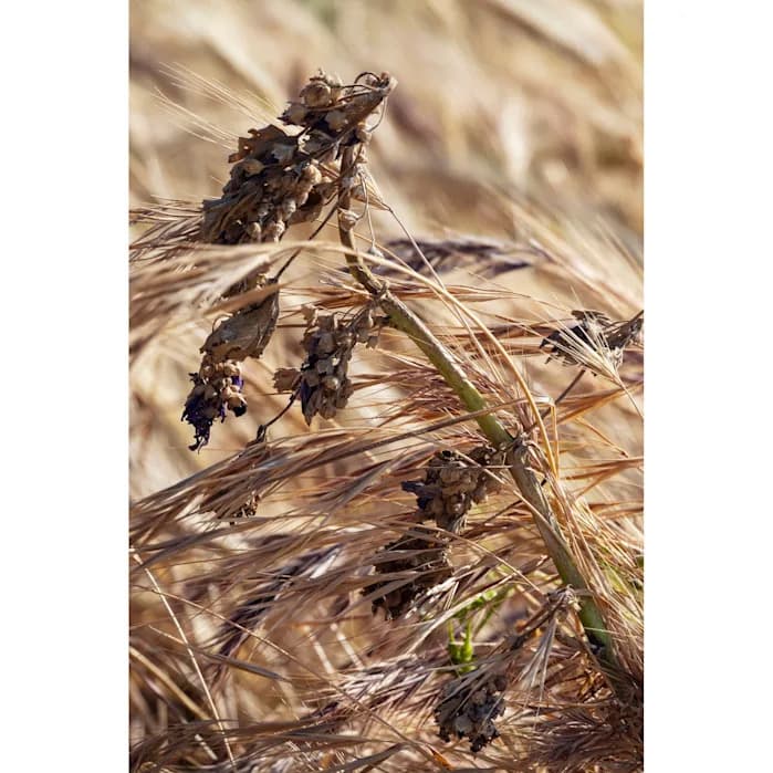 Prava „paleo“ ishrana: keramika otkriva da su lovci‑sakupljači jeli mnogo voća i povrća