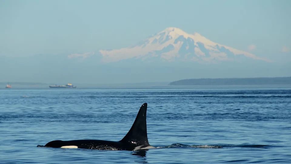 Izgrizene Peraje Orki Na Ruskoj Obali Mogu Ukazivati Na Kanibalizam — Naučnici Povezuju To Sa Čvrstim Porodičnim Grupama