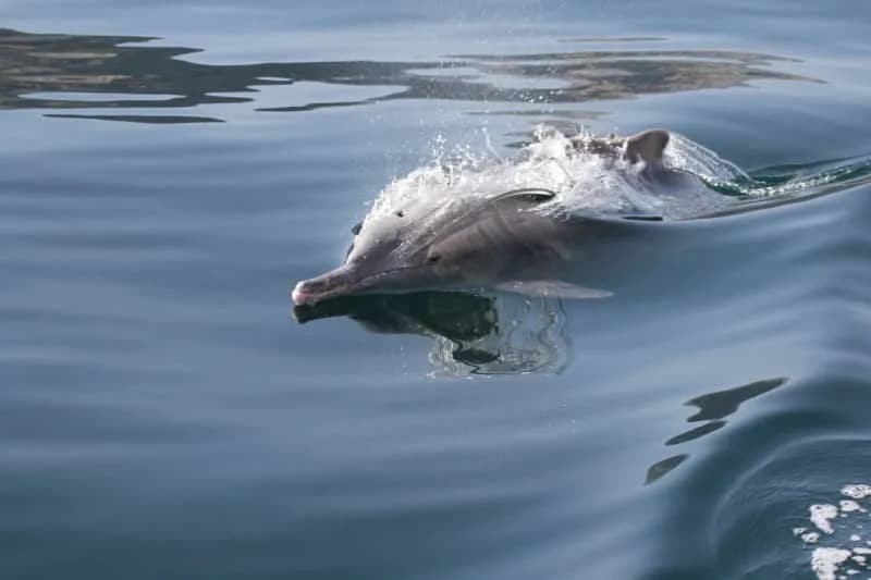 Hemikalije iz telefona i TV‑a pronađene u mozgovima ugroženih delfina