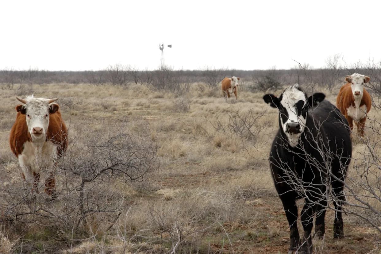Istorijska Suša Preti Američkom Govedarstvu — Južne Ravnice Ulaze U Šestu Godinu