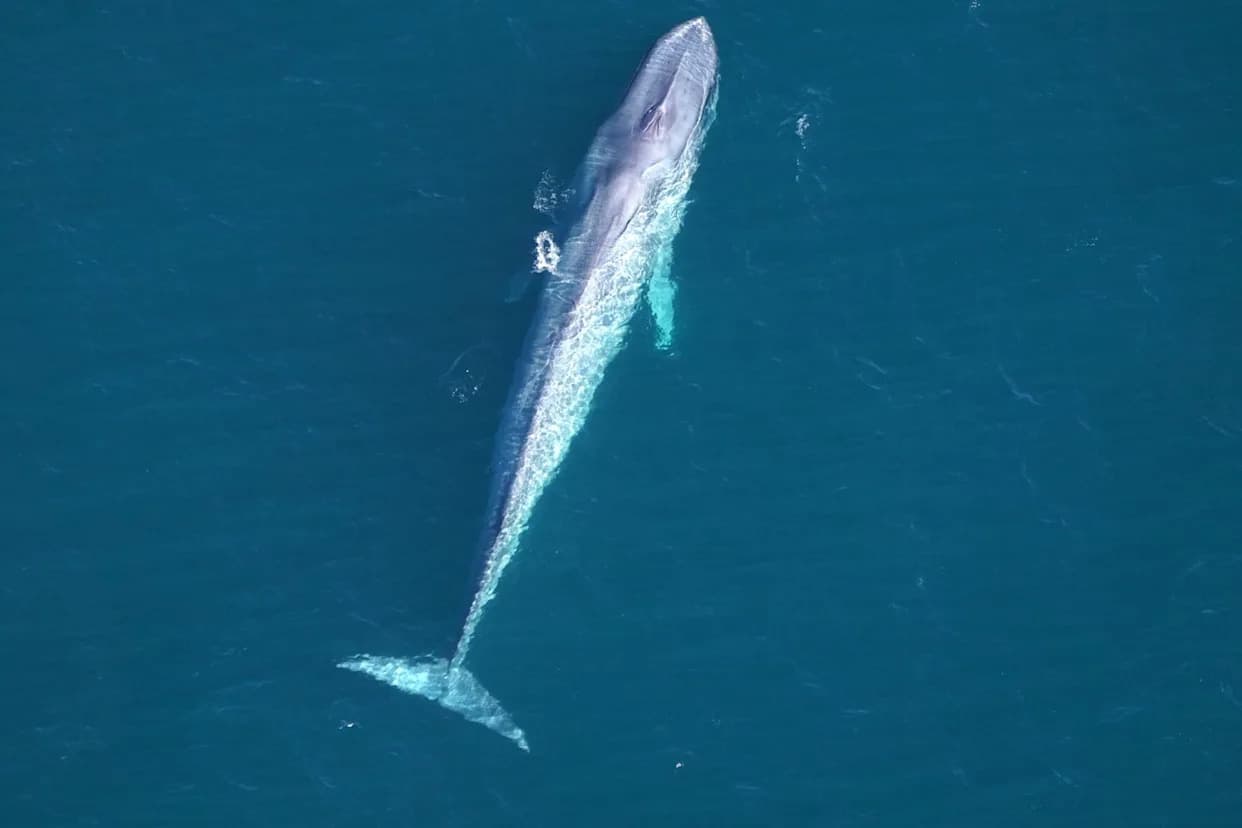 Retka zapažanja: Ugroženi plavi kitovi viđeni kod obale Nove Engleske posle tri godine