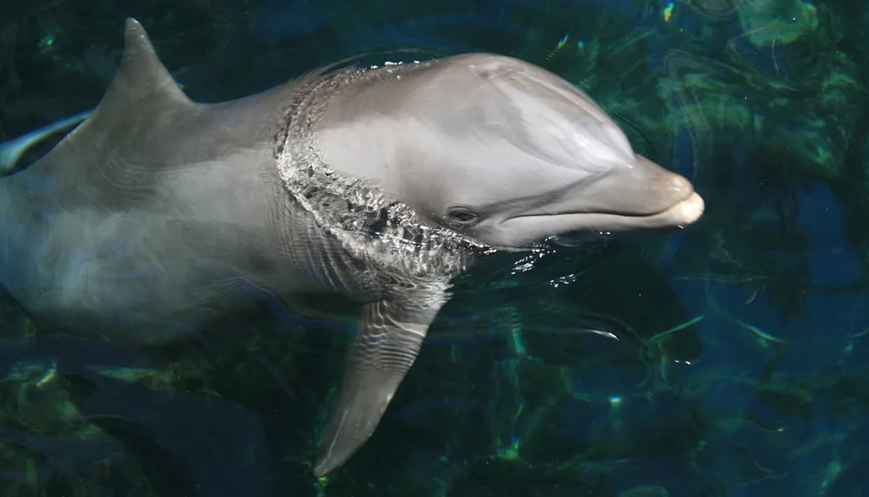 Upozorenje: Hemikalije Sa Ekrana Otkrivene U Mozgovima Delfina — Mogući Rizik I Za Ljude