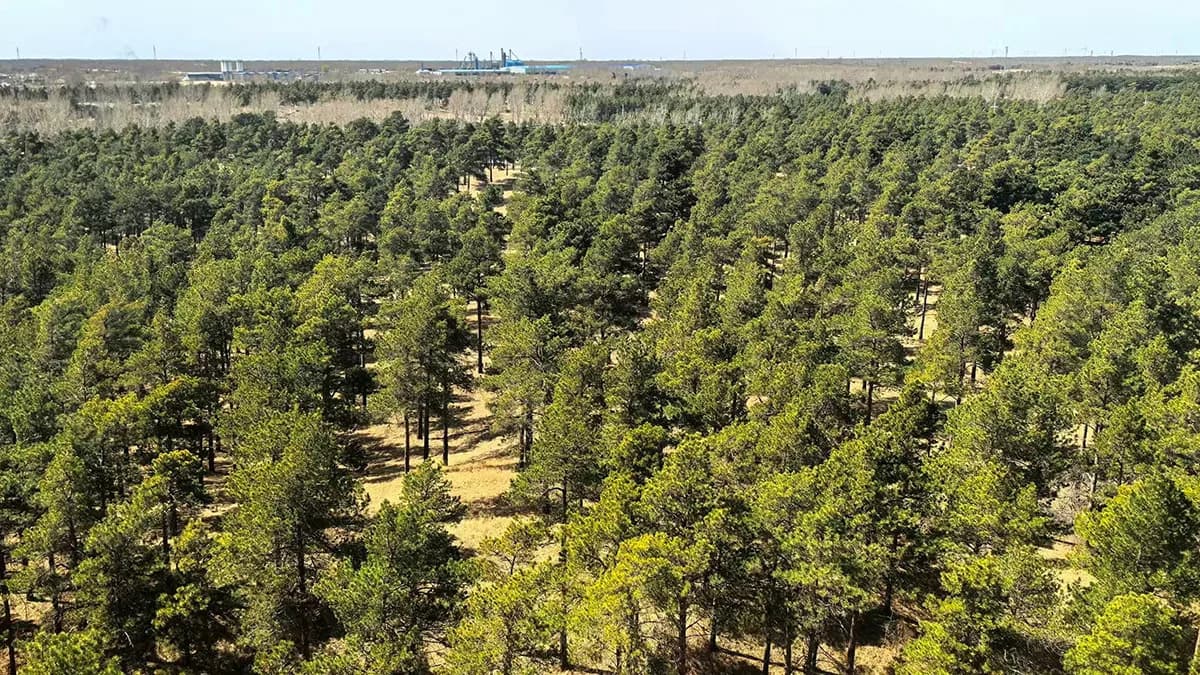 Taklamakan Postaje Ponor Ugljenika — Kako Pošumljavanje Menja Pustinjsku Granicu