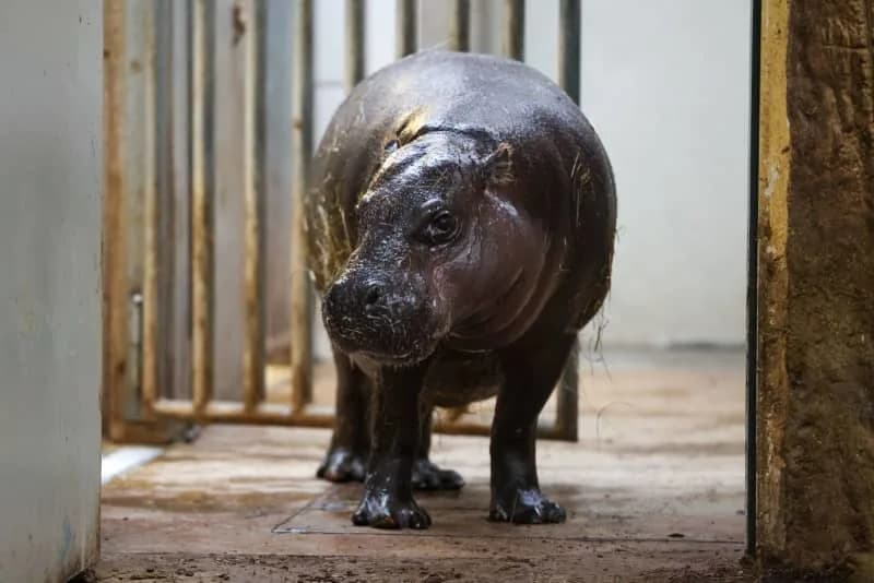 Istraživanje: 93 Uvezene Velike Slatkovodne Životinje Ugrožavaju Jezera U 142 Zemlje