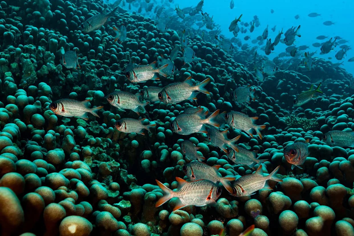 Majka i ćerka otkrile najveću dokumentovanu koralnu koloniju na svetu — greben dug 111 m otporan na klimatske promene