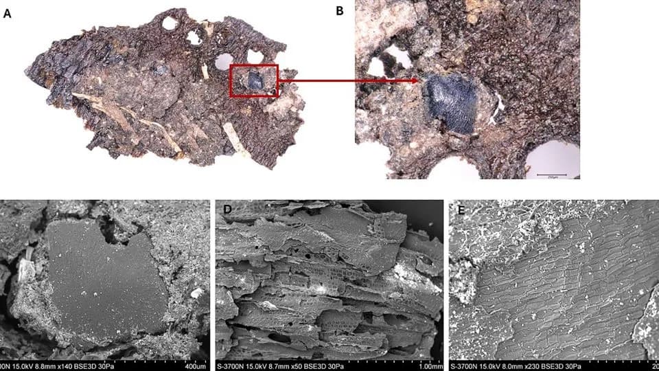 Šta su jeli ljudi iz kamenog doba? Nova istraživanja otkrivaju rafinirane recepte i regionalne razlike