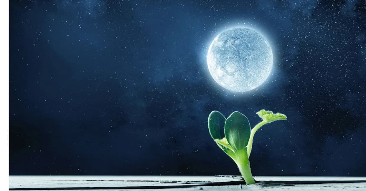 Mogu Li Leblebije Rasti Na Mesecu? Gljive I Vermikompost Mogu Biti Ključ