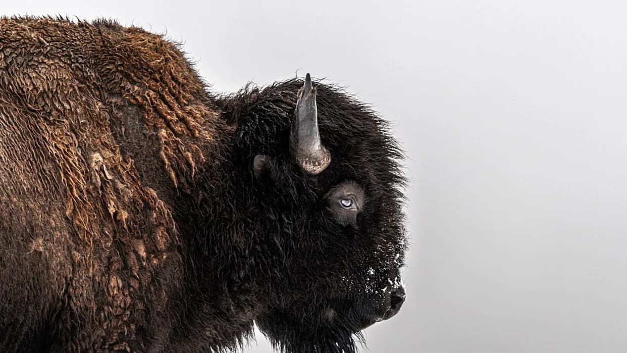 11.000-godišnje naselje kod Sturgeon Lake može promeniti razumevanje rane Severne Amerike