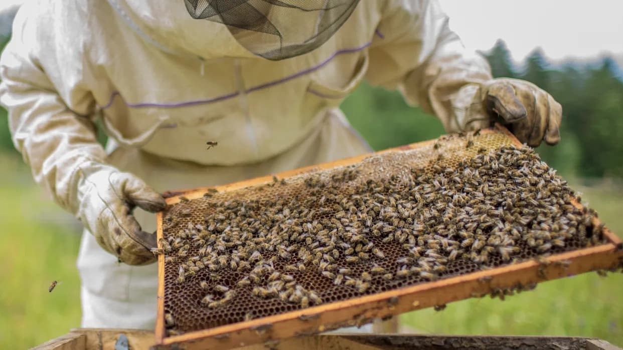 Masovni pomor pčela: Do 70% komercijalnih košnica uginulo — pčelari na ivici bankrota
