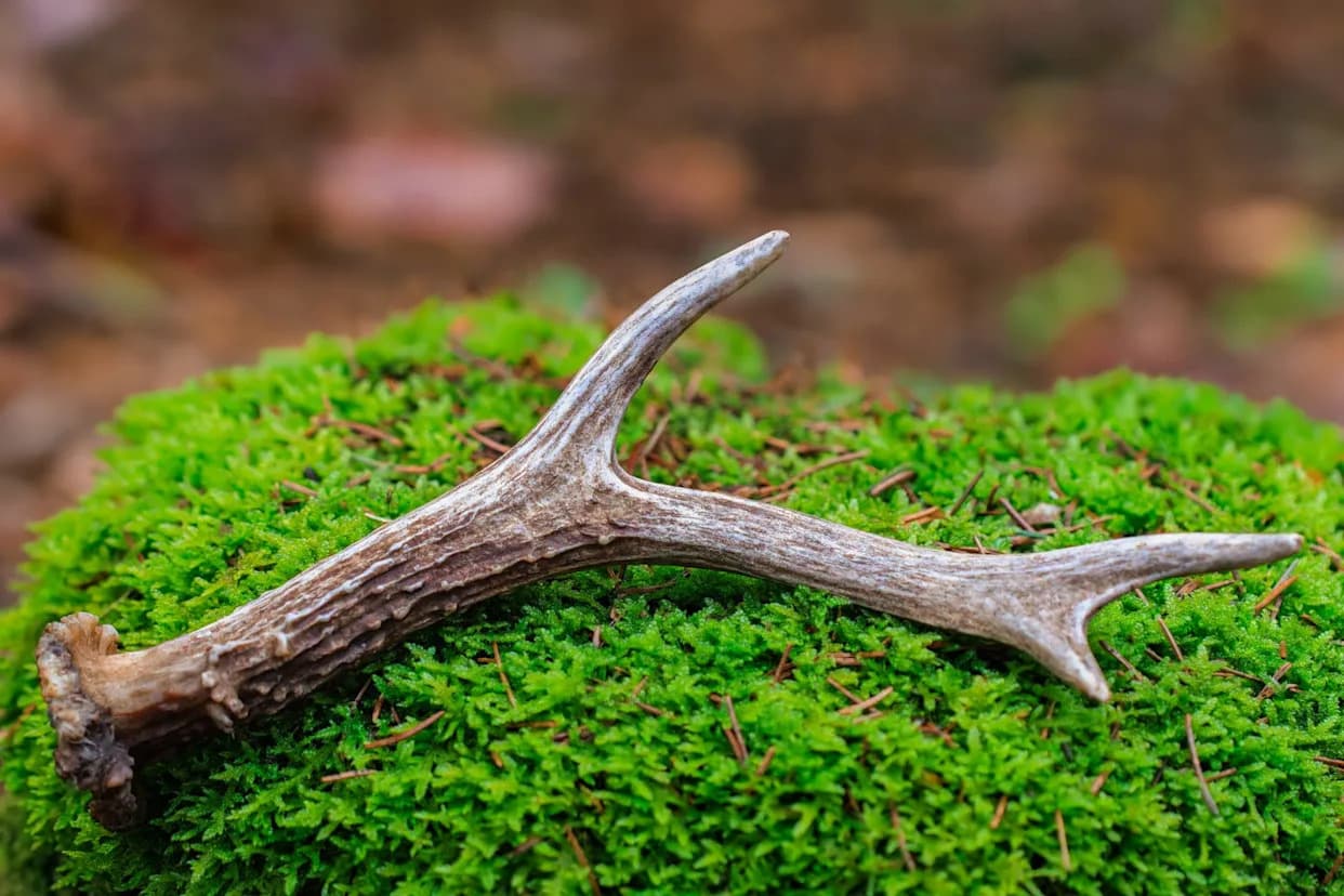 Rog Srne Star 7.000 Godina Otkriva Moguću Ritualnu Kapa Iz Perioda Susreta Lovaca i Farmera