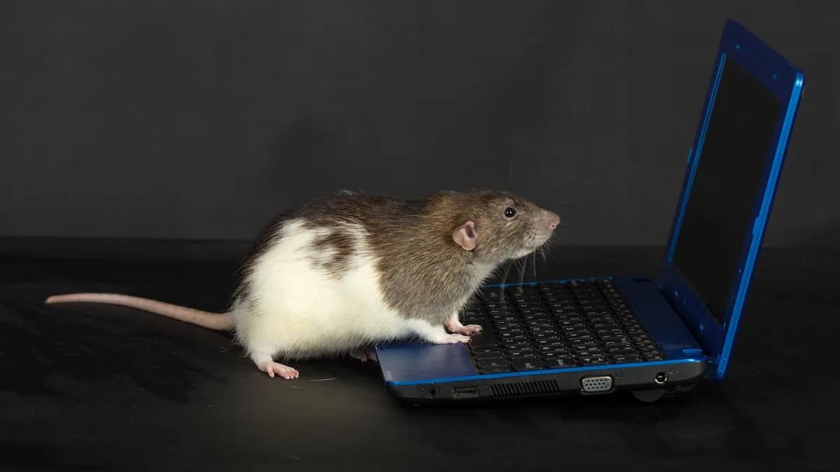 Naučnici Rekonstruišu Video Snimke Koje Su Miševi Videli Iz Njihovih Mozgova