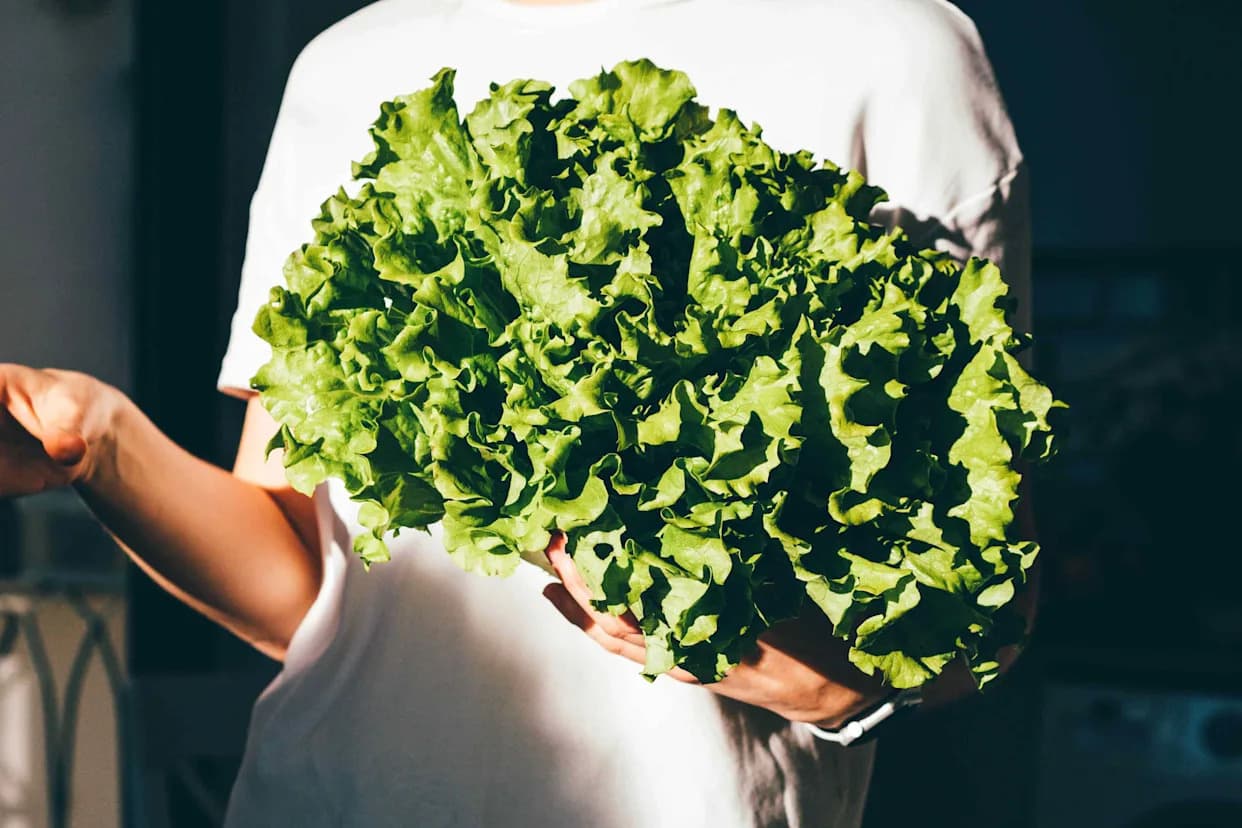 Nanoplastika Pomaže Kadmijumu Da Uđe U Salatu — Studija Texas A&M Otkriva Povećanu Kontaminaciju