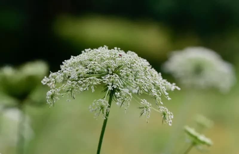 Tajmovirusi potiču iz poslednjeg ledenog doba — 23.000 godina evolucije i savremeni rizici za useve