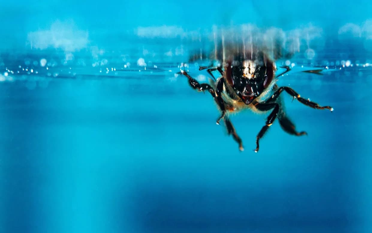 Bumbari Mogu Da Dišu Pod Vodom — Vazdušni Mehurić Kao "Fizička Škrga"