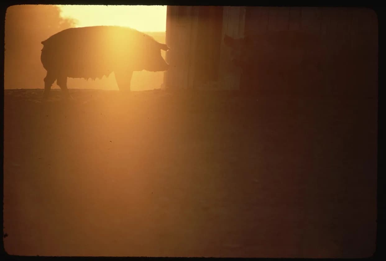 Svinjski Leševi Kao Ključ Za Otkrivanje Tajnih Grobnica Kartela u Jaliscu