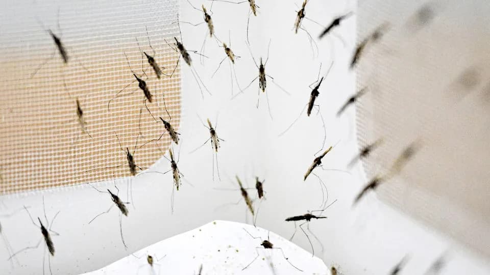 Komarci i ljudska krv: DNK otkriva kada su hominini stigli u Sundaland pre 2,9–1,6 miliona godina