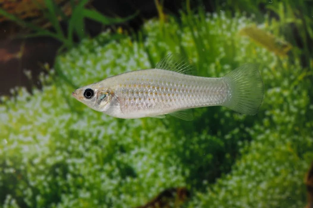 Riba Koja Se Klonira 100.000 Godina — Kako Amazon Molly Preživljava Bez Seksualne Rekombinacije