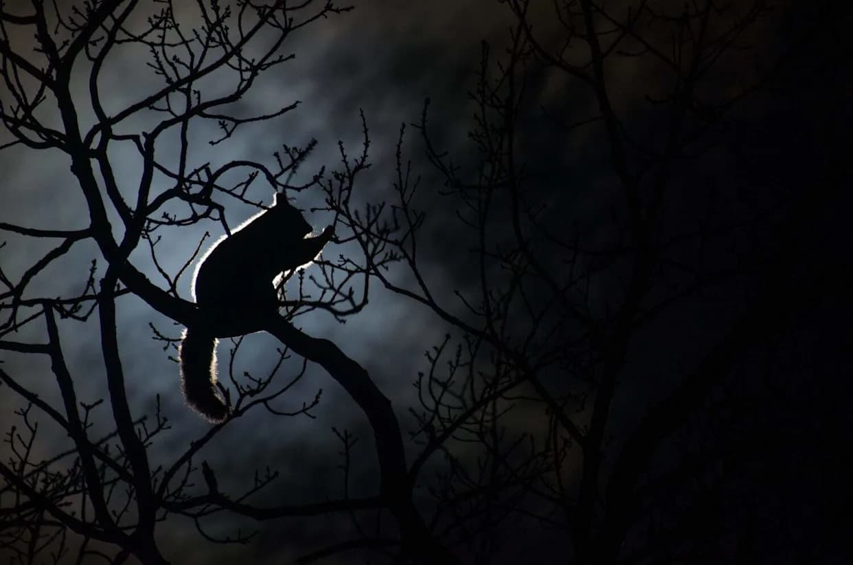 Posle 6.000 Godina Ponovo Otkrivena Dva Mala Torbara u Novoj Gvineji