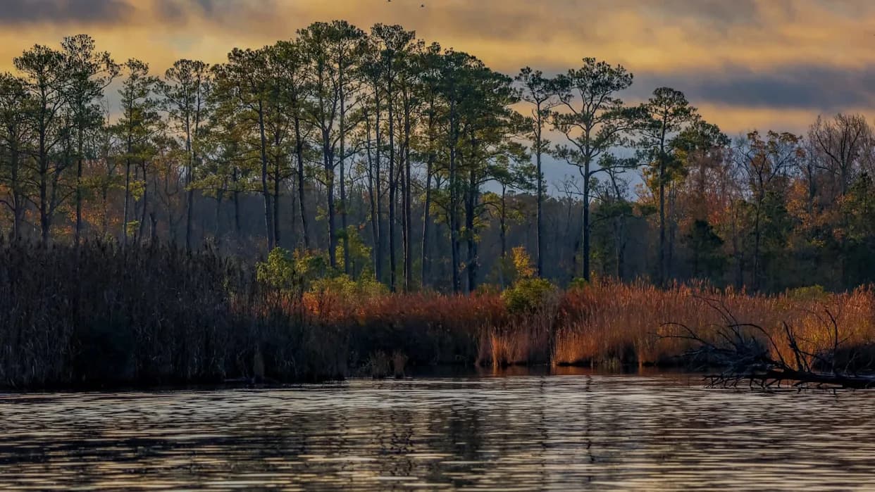 Zaliv Chesapeake Postaje "Ghost Forest": Kako Prodor Slane Vode Uništava Priobalne Šume