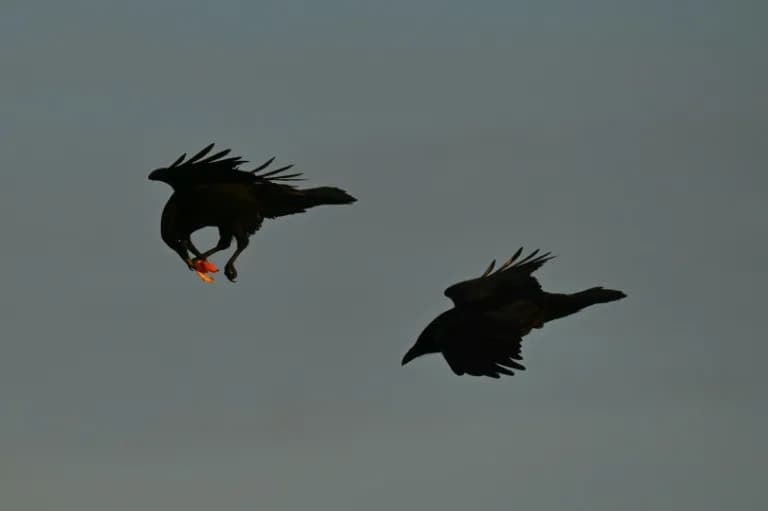 Gavrani Pamte 'Mapu' Lovšta Vukova — Studija Otkriva Impresivnu Prostornu Memoriju