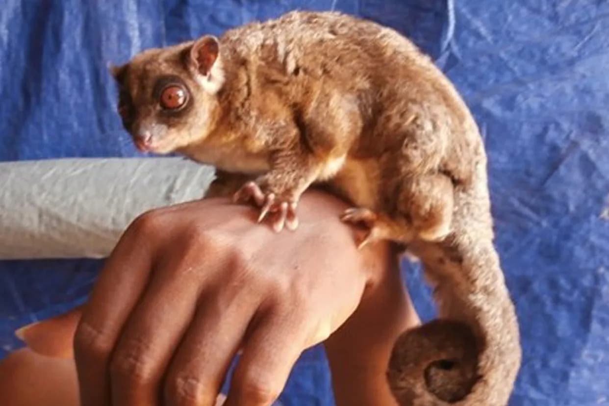 Dve torbarske vrste smatrane izumrlim pre 6.000 godina pronađene žive u prašumama Vogelkopa