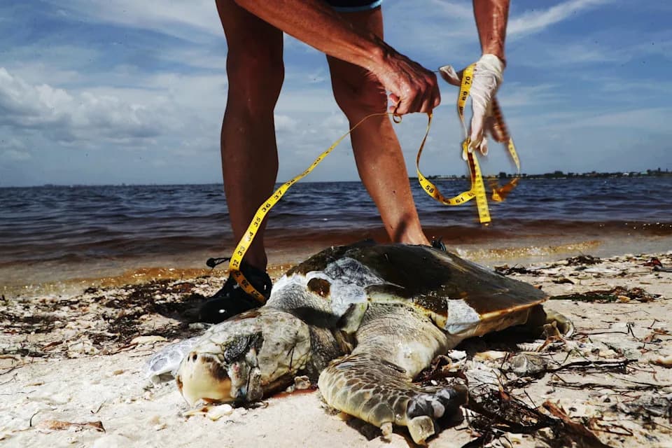Naučnici USF-a Razvili Fotoreaktivan Materijal Koji Usporava 'Red Tide' — Ali Poljska Primena Još Čeka