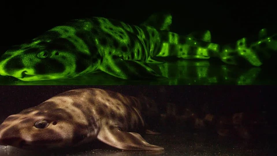 Lančasta Mačja Ajkula Koja Svetli U Mraku: Kako I Zašto Njena Koža Postaje Jarko Zelena