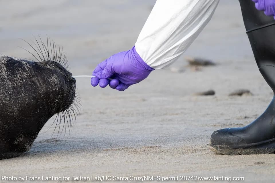 Ptičji grip H5N1 širi se među morskim sisarima u Año Nuevo: potvrđeno 16 slonovskih foka, zaraženi i morska vidra i morski lav