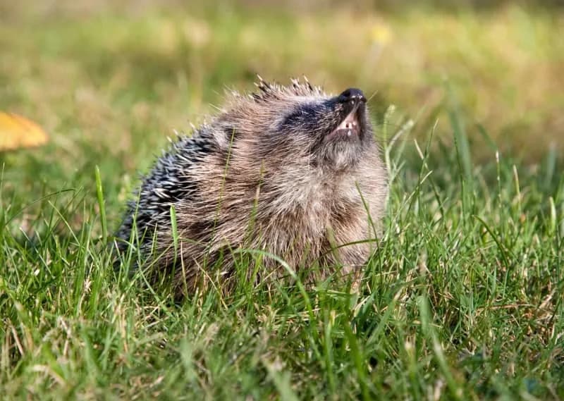 Istraživanje iz Oksforda: Ultrazvuk Može Pomoći U Zaštiti Evropskih Ježeva