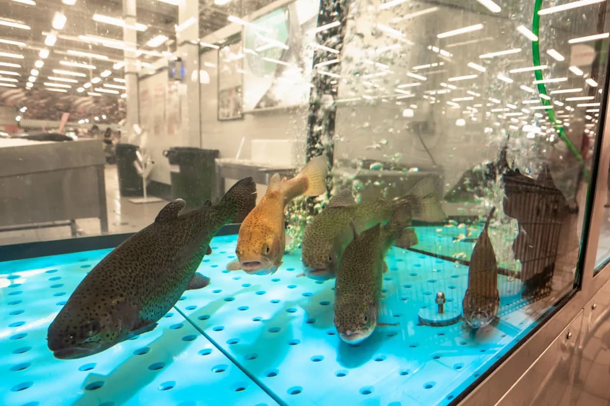 Upozorenje naučnika: Nanoplastika Menja Ponašanje Riba i Preti Morskim Lančevima