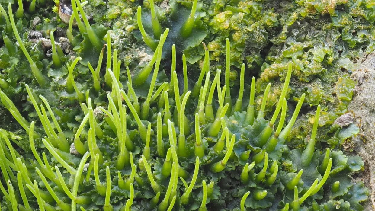 Otkriveni hornworts koji menjaju pravila igre: modifikovani Rubisco može povećati prinose useva