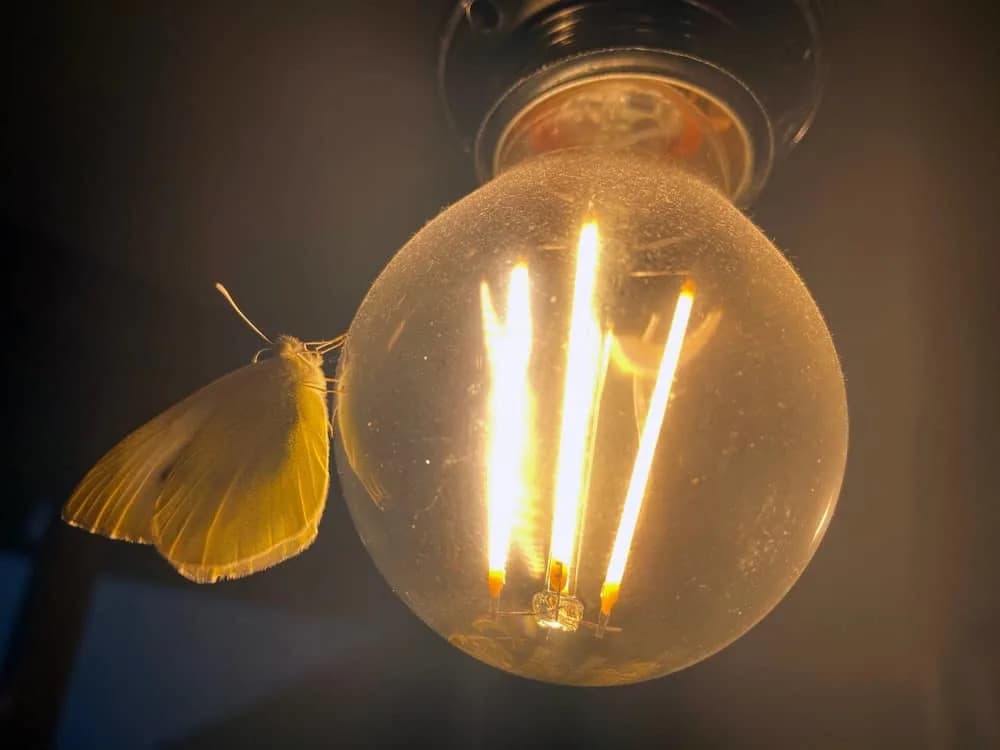 Naučnici konačno objasnili zašto moljci neprestano lete ka svetlu