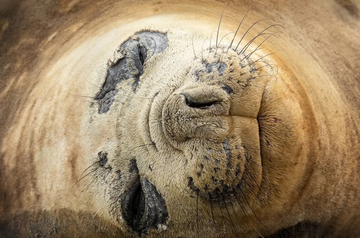 Alarm Na Kalifornijskoj Obali: H5N1 Potvrđen Kod Severnih Slonovskih Foka