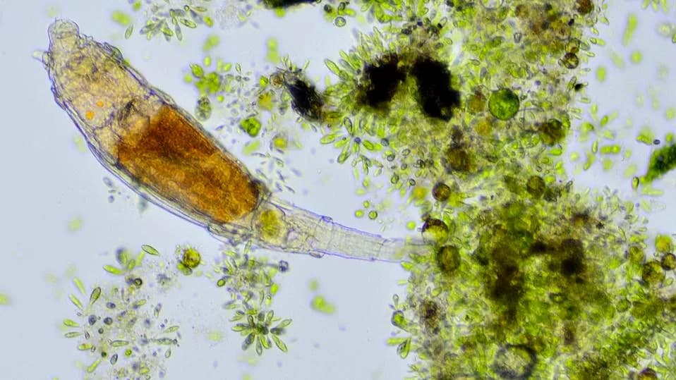 Bdelidni rotiferi: mikroskopski organizmi koji podnose i do 1.000× više radijacije od ljudi